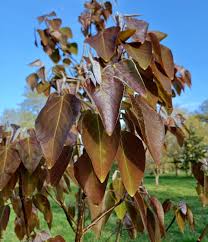 Attēlu rezultāti vaicājumam “Populus laurifolia”