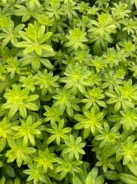 Image result for Galium odoratum