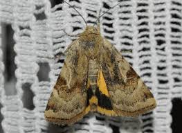 Attēlu rezultāti vaicājumam “Cryptocala chardinyi”