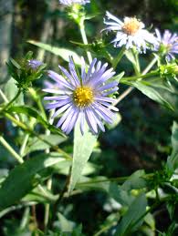 Image result for Aster