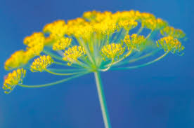 Attēlu rezultāti vaicājumam “Anethum graveolens flower”