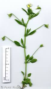 Attēlu rezultāti vaicājumam “Viola tricolor leaf”