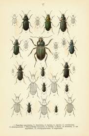 Attēlu rezultāti vaicājumam “Pterostichus quadrifoveolatus”