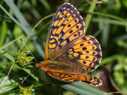 Attēlu rezultāti vaicājumam “Boloria titania upperside”