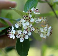 Attēlu rezultāti vaicājumam “Aronia melanocarpa flower”