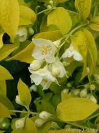 Attēlu rezultāti vaicājumam “Philadelphus coronarius flower”