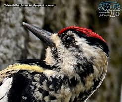 Image result for Sphyrapicus varius