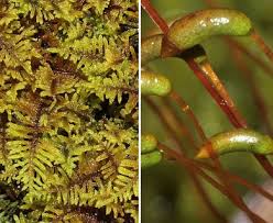 Attēlu rezultāti vaicājumam “Palustriella commutata sporophyte”