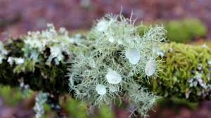 Attēlu rezultāti vaicājumam “Usnea filipendula”