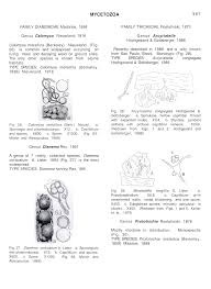 Attēlu rezultāti vaicājumam “Enteridium corticatum”