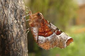 Attēlu rezultāti vaicājumam “Selenia tetralunaria”