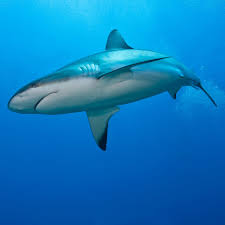 Image result for Nasolamia velox