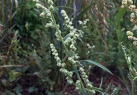 Attēlu rezultāti vaicājumam “Atriplex patula”