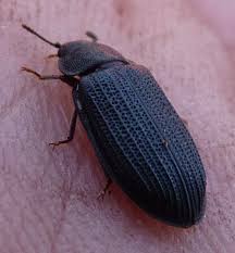 Attēlu rezultāti vaicājumam “Grynocharis oblonga”