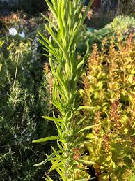 Attēlu rezultāti vaicājumam “Erigeron canadensis”