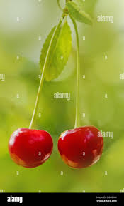 Attēlu rezultāti vaicājumam “Cerasus bud”