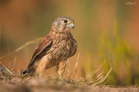 Attēlu rezultāti vaicājumam “Falco tinnunculus adult”