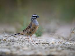 Image result for Emberiza cia