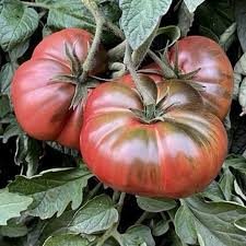 Afbeeldingsresultaat voor black sea man tomato