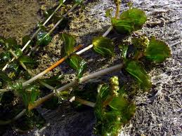 Attēlu rezultāti vaicājumam “Potamogeton perfoliatus”