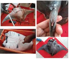 Image result for Mobula birostris