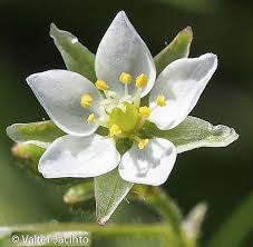Attēlu rezultāti vaicājumam “Spergula arvensis”