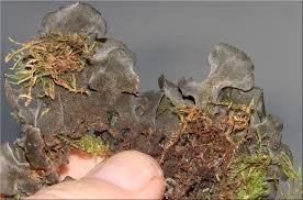 Attēlu rezultāti vaicājumam “Leptogium saturninum”