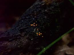 Attēlu rezultāti vaicājumam “Clastoderma debaryanum spores”