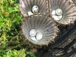 Attēlu rezultāti vaicājumam “Cyathus striatus”