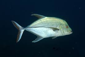 Image result for Caranx lugubris
