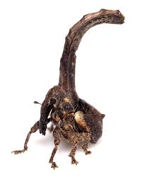 Attēlu rezultāti vaicājumam “Pseudocistela ceramboides”