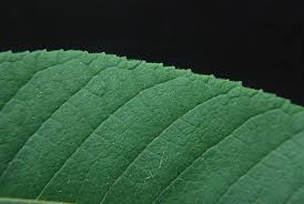 Attēlu rezultāti vaicājumam “Juglans cinerea leaf”