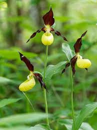 Attēlu rezultāti vaicājumam “Cypripedium calceolus flower”
