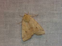 Attēlu rezultāti vaicājumam “Enargia paleacea”