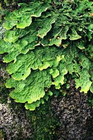 Attēlu rezultāti vaicājumam “Lobaria pulmonaria”