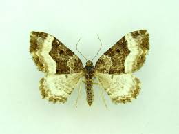 Attēlu rezultāti vaicājumam “Euphyia unangulata”