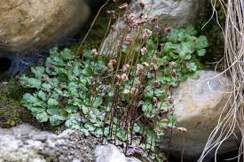 Attēlu rezultāti vaicājumam “Preissia quadrata”