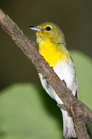 Image result for Vireo flavifrons