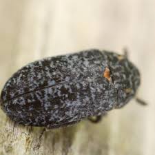 Attēlu rezultāti vaicājumam “Dermestes murinus”