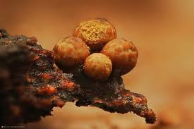 Attēlu rezultāti vaicājumam “Comatricha laxa”