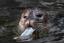 Image result for Phoca vitulina