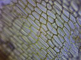 Attēlu rezultāti vaicājumam “Oxystegus tenuirostris”