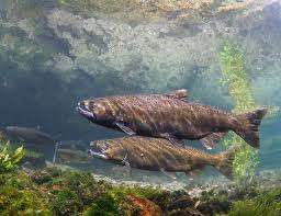 Image result for Oncorhynchus tshawytscha