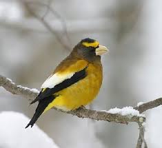 Attēlu rezultāti vaicājumam “Coccothraustes coccothraustes adult”