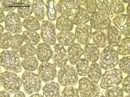 Attēlu rezultāti vaicājumam “Tritomaria exsectiformis”