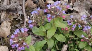 Attēlu rezultāti vaicājumam “Pulmonaria obscura leaf”