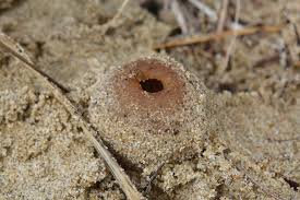 Attēlu rezultāti vaicājumam “Peziza ammophila”