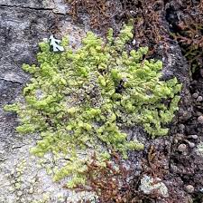 Attēlu rezultāti vaicājumam “Radula complanata sporophyte”