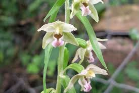 Attēlu rezultāti vaicājumam “Epipactis helleborine”
