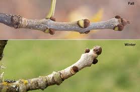 Attēlu rezultāti vaicājumam “Fraxinus pennsylvanica fruit”